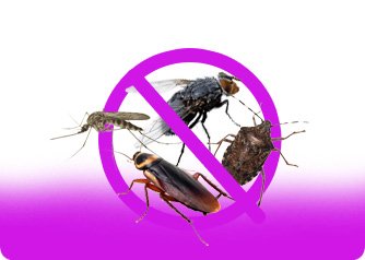 Уничтожение насекомых - клопы, тараканы, блохи, клещи