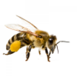 Товары для пчёл
