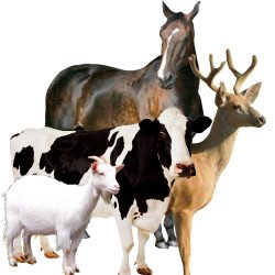Препараты для коров, коз, лошадей, оленей