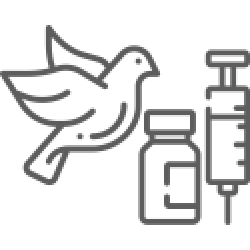 Препараты (лекарства) для голубей